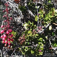 Agarista buxifolia.petit bois de rempart.ericaceae.endémique Madagascar Mascareignes. (1).jpeg